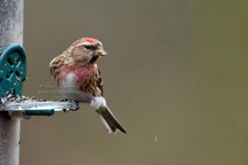 Garden bird photography by Wildlife photographer Neil Salisbury Betty Fold Gallery